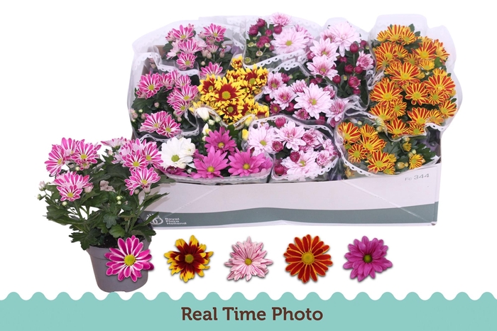 <h4>CHRYS GEM 5 KL</h4>