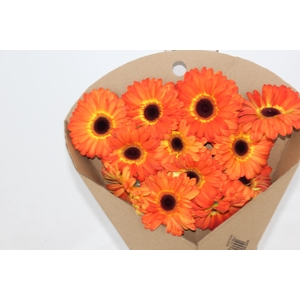 GERBERA ENTOURAGE < 050 CM > 10 CM DIAM LARANJA