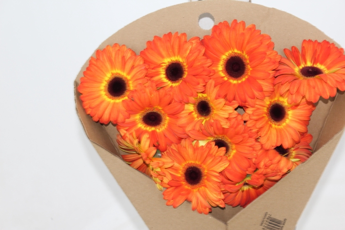 <h4>GERBERA ENTOURAGE < 050 CM > 10 CM DIAM LARANJA</h4>