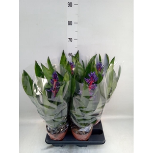 Aechmea   ...