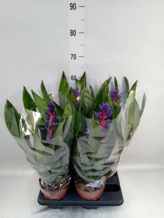 <h4>Aechmea   ...</h4>