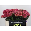 Dahlia Daisy Duke