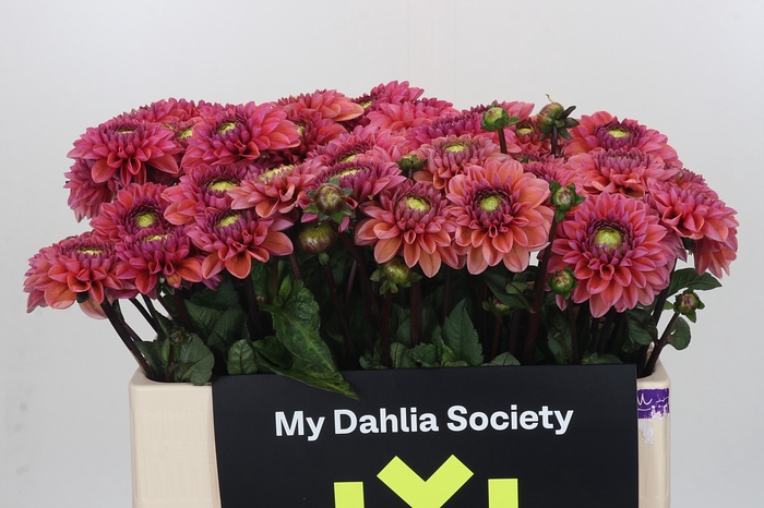 Dahlia Daisy Duke