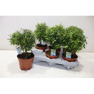 Myrtus Com