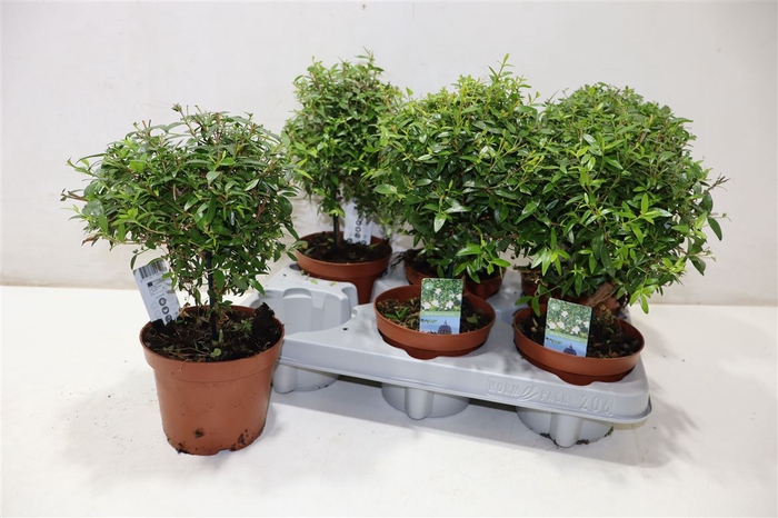 <h4>Myrtus Com</h4>