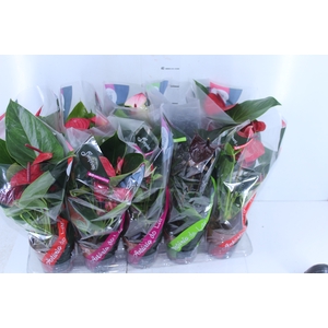 ANTHURIUM VARIADO P12