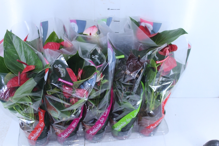 ANTHURIUM VARIADO P12