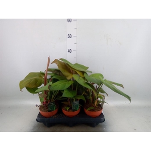 Philodendron   ...
