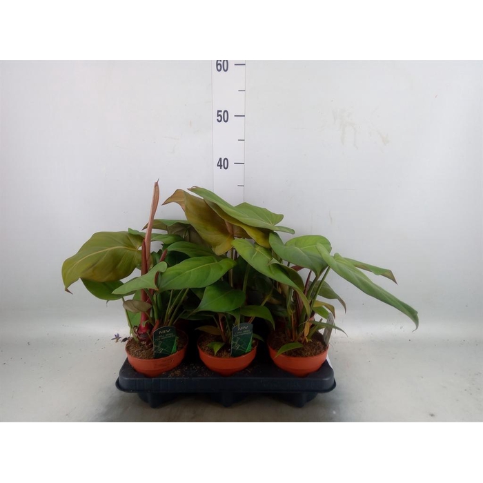 <h4>Philodendron   ...</h4>
