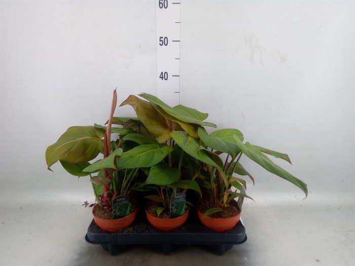 Philodendron   ...