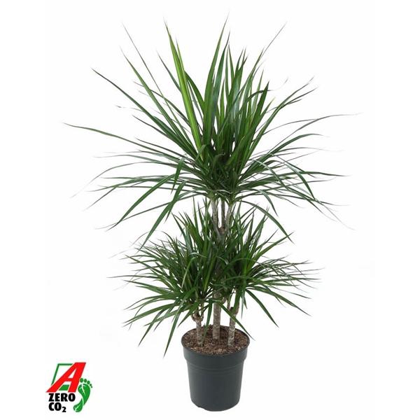<h4>Dracaena marginata</h4>