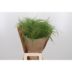 Panicum Fountain