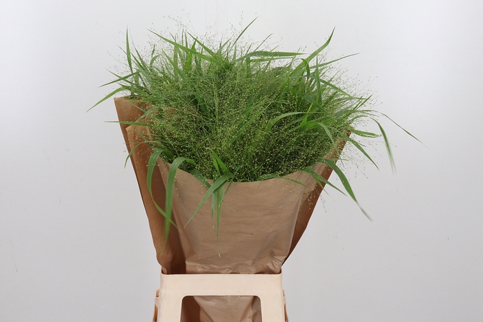 <h4>Panicum Fountain</h4>