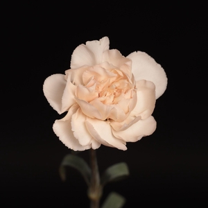 DIAN.ST. Lizzy Light Peach