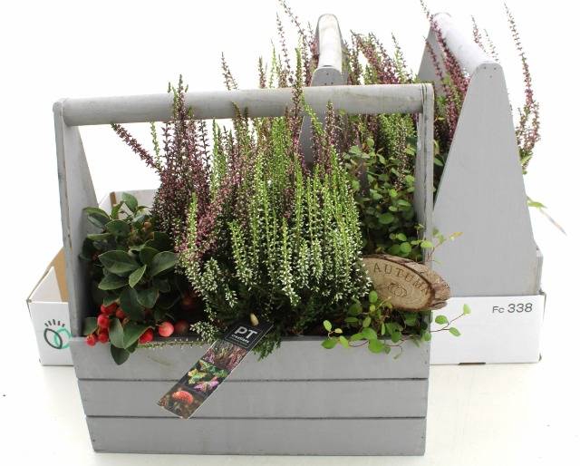 <h4>ARR TUINPLANTEN</h4>