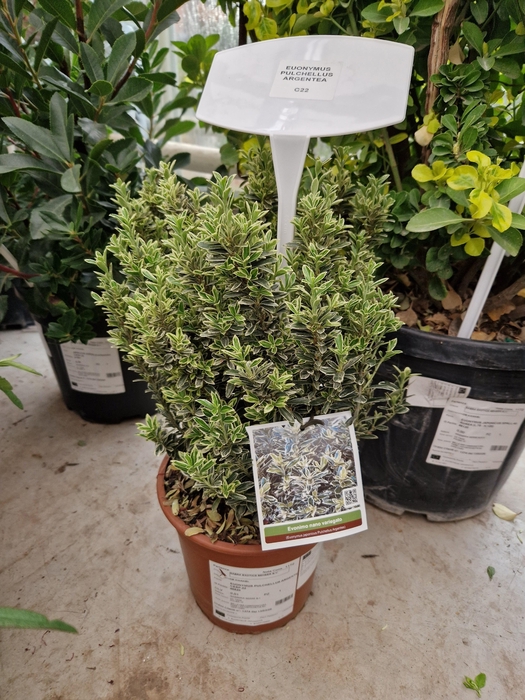 <h4>EUONYMUS OV</h4>