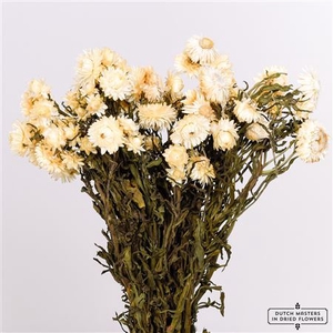 Dried Helichrysum White Bunch