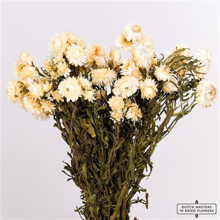 <h4>Dried Helichrysum White Bunch</h4>