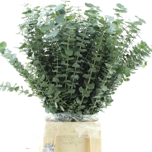 Euca Baby Blue Long 200grams