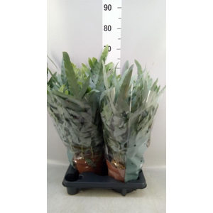 Phlebodium aureum 'Blue Star'