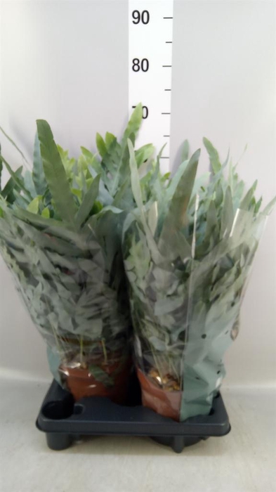 <h4>Phlebodium aureum 'Blue Star'</h4>