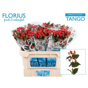 HYP COCO TANGO