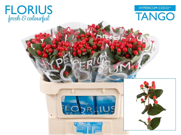 <h4>HYP COCO TANGO</h4>