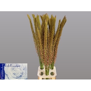 EREMURUS OASE