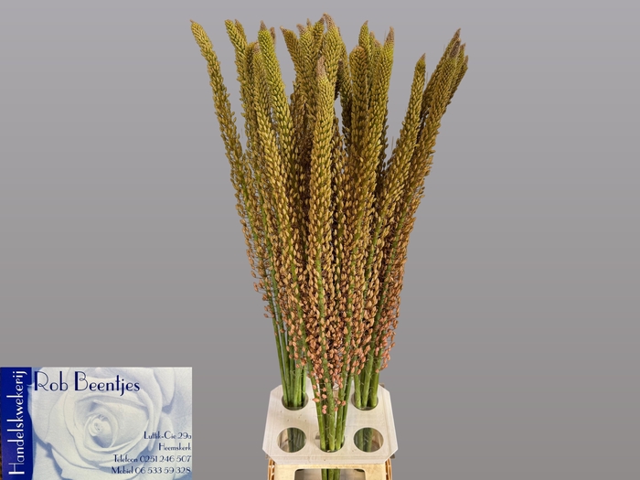 <h4>EREMURUS OASE</h4>