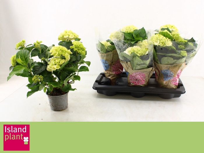 <h4>HYDR M WUDU</h4>