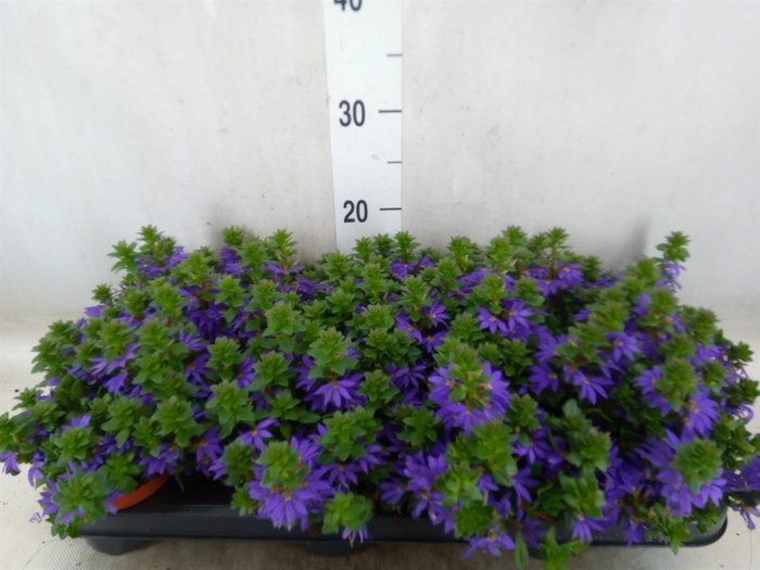 <h4>Scaevola aemula 'Blue Fan'</h4>