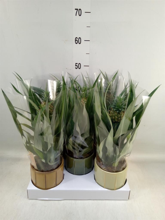 <h4>Ananas  'Mi Amigo'</h4>