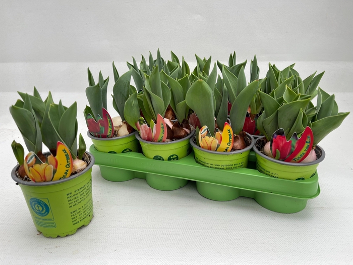 <h4>TUL GEM 4 KLEUREN</h4>