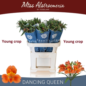 ALSTR DANCING QUEEN