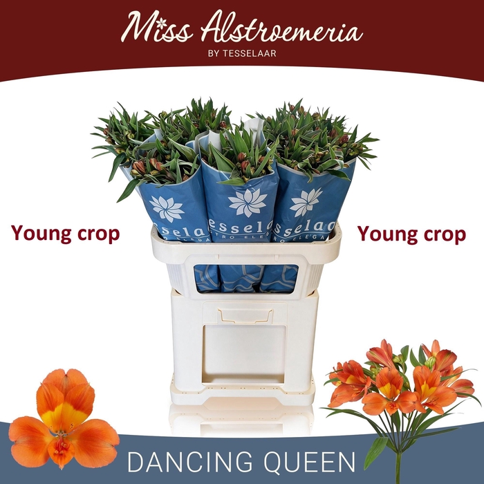 <h4>ALSTR DANCING QUEEN</h4>