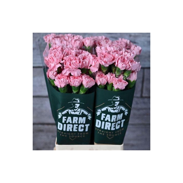 <h4>Di St Doncel</h4>