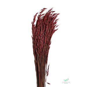 DRIED FLOWERS - AVENA WILD HAVER TERRACOTTA 100GR