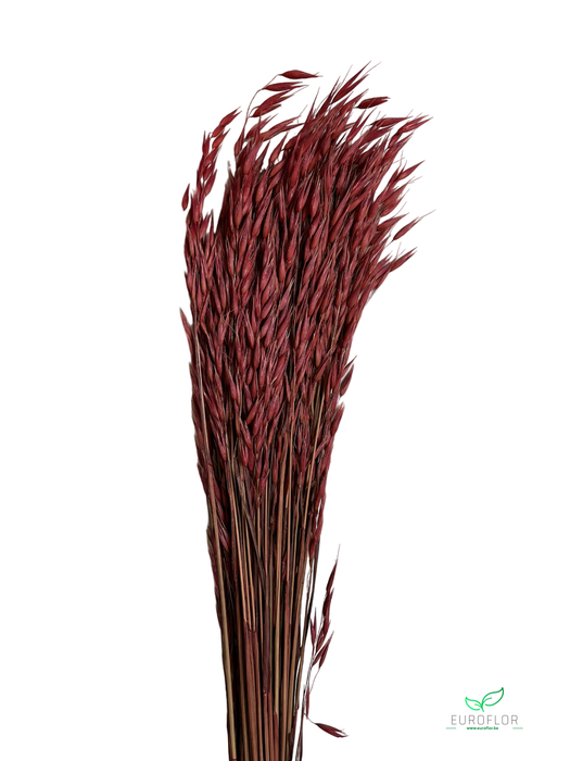 DRIED FLOWERS - AVENA WILD HAVER TERRACOTTA 100GR