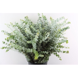 Euca Baby Blue 400gr P Bunch