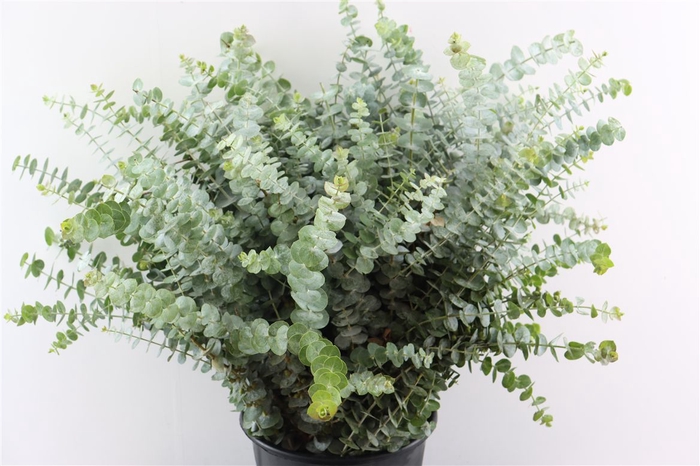 <h4>Euca Baby Blue 400gr P Bunch</h4>