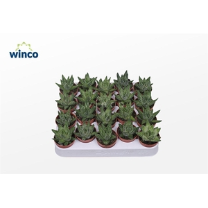 Haworthia Margaritifera