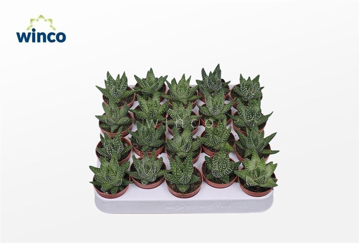 Haworthia Margaritifera