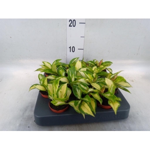 Hoya carnosa 'Tricolor'