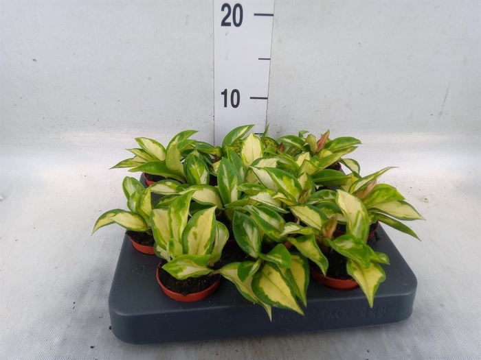 <h4>Hoya carnosa 'Tricolor'</h4>