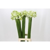 Ornithogalum Saundersiae