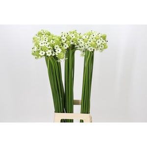 Ornithogalum Saundersiae