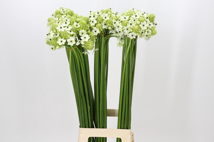 <h4>Ornithogalum Saundersiae</h4>
