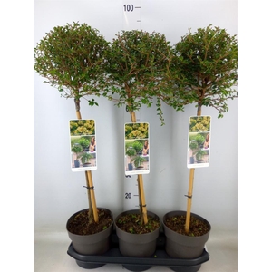 Ligustrum delavayanum