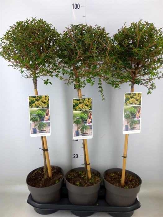 <h4>Ligustrum delavayanum</h4>