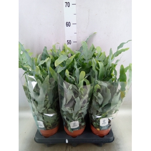 Phlebodium aureum 'Blue Star'